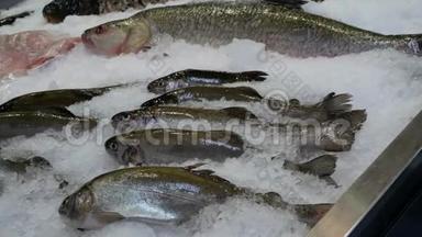 鱼类市场-各种鱼类